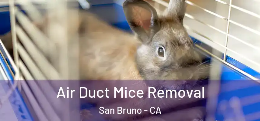 Air Duct Mice Removal San Bruno - CA